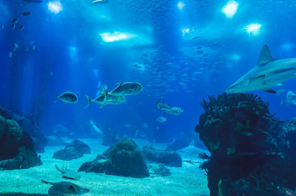 Can the Ocean Be Our Secret Weapon Against Climate Change?